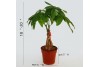 Pachira (Money Tree) in 6" Nursery Pot
